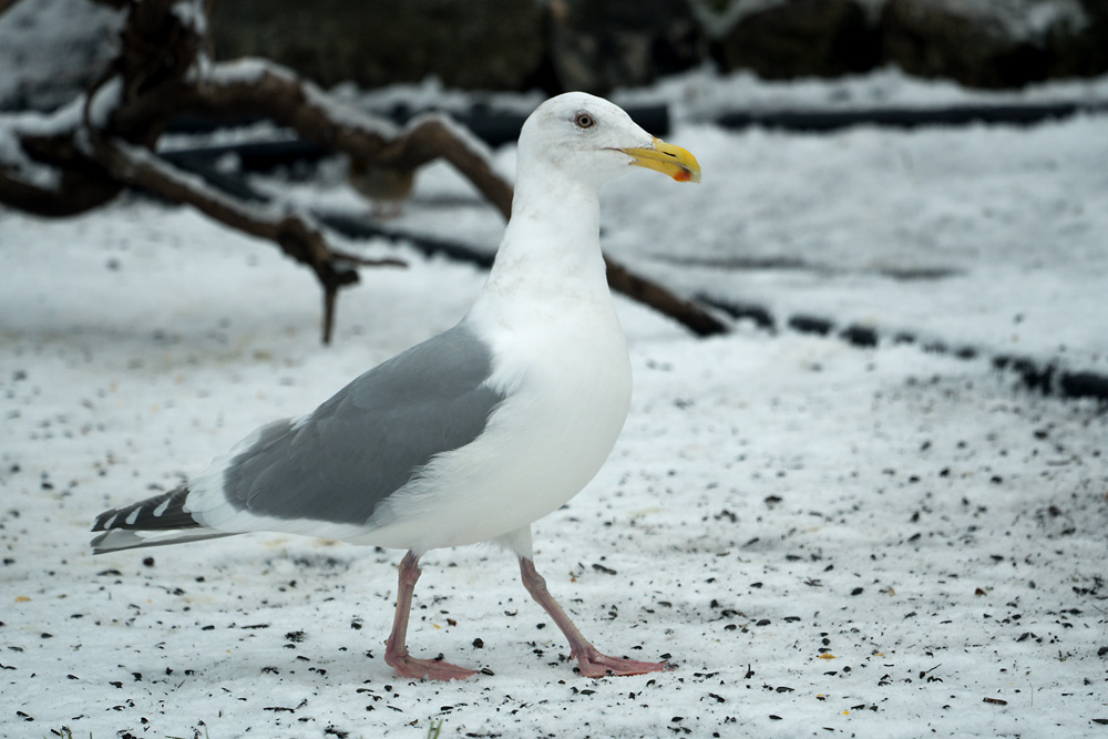 Click to see a larger image. Glaucous-winged Gull